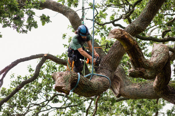 Reliable Soda Springs, ID Tree Care Solutions